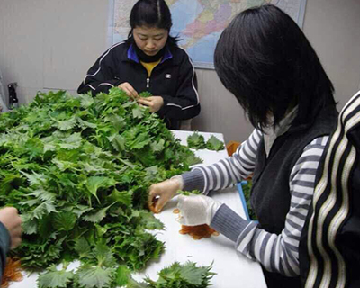 蘑菇视频网站免费哪家好